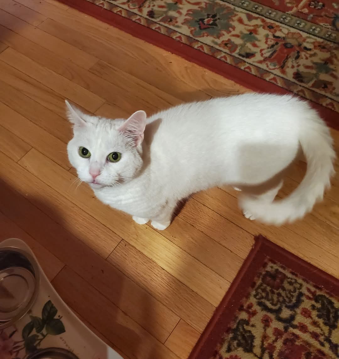 My cat Kiki passed away this morning. We are incredibly sad. It was sudden &amp; unexpected she got ill 2 days ago, and we were scheduled for the vet today, but she passed away in her sleep. 💔🖤