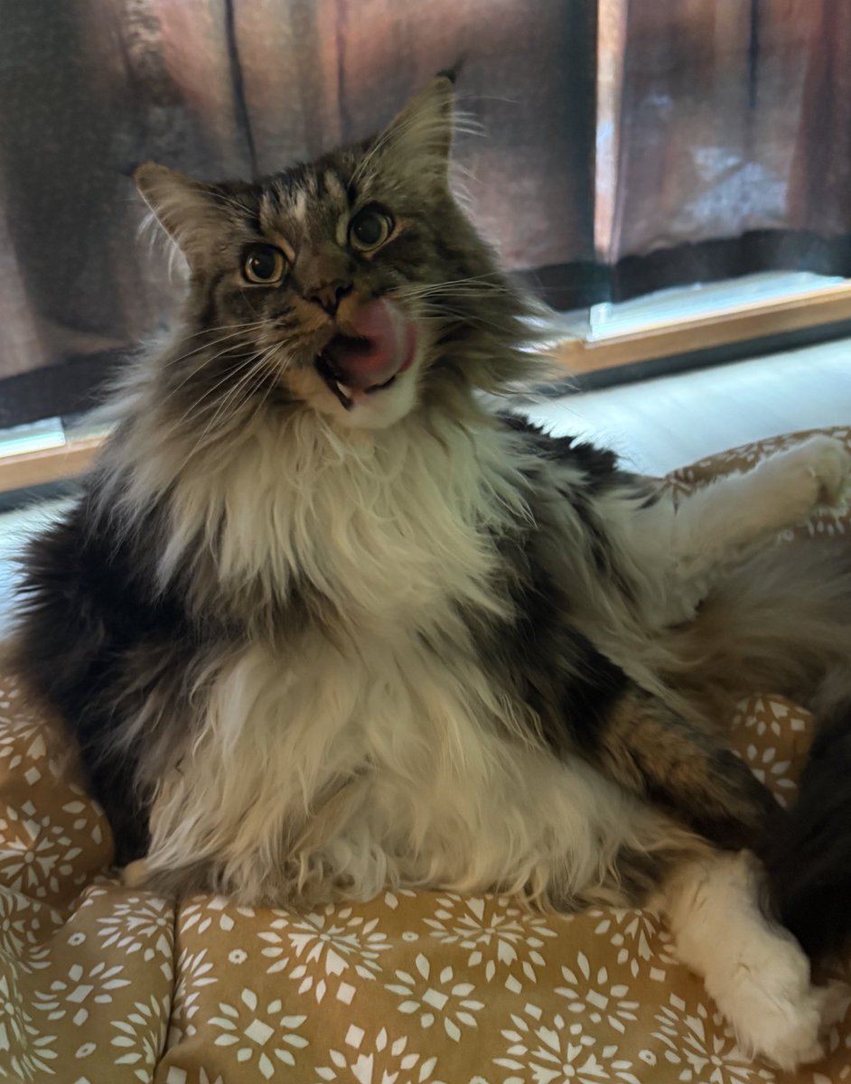 MarlouVG's tweet photo. Happy #Friday! Mr Miu the #MaineCoon has decided that today his War on Flies starts in earnest and has proclaimed himself the Lord of the Flies after catching three of them in a single hour. #cats #cat https://t.co/I5dQKaVtgu