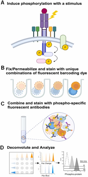 Joshua Brody, MD (@joshuabrodymd) on Twitter photo Beautiful description by Gvantsa Pantsulaia <a href="/gvantsa6181/">Gvantsa Pantsulaia</a> of how to optimize high-throughput CD4/CD8 T cells P-flow experiments to deeply investigate immunological signaling in developing new #cancer #immunotherapy <a href="/SinaiImmunol/">Lipschultz Precision Immunology Institute</a> <a href="/TischCancer/">The Tisch Cancer Institute</a>
sciencedirect.com/science/articl… Beautiful description by Gvantsa Pantsulaia <a href="/gvantsa6181/">Gvantsa Pantsulaia</a> of how to optimize high-throughput CD4/CD8 T cells P-flow experiments to deeply investigate immunological signaling in developing new #cancer #immunotherapy <a href="/SinaiImmunol/">Lipschultz Precision Immunology Institute</a> <a href="/TischCancer/">The Tisch Cancer Institute</a>
sciencedirect.com/science/articl…