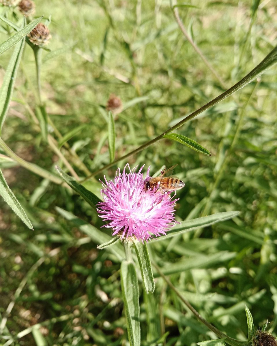BeesBishops's tweet photo. Honeybees have an exceptional sense of smell, allowing them to recognize and differentiate various scents from miles away. This skill is crucial for locating nectar and pollen as they forage for food.
#BeeSenses #SenseOfSmell #ForagingBees #FlowerScents #NaturesNavigators https://t.co/QHxxhWfkOG
