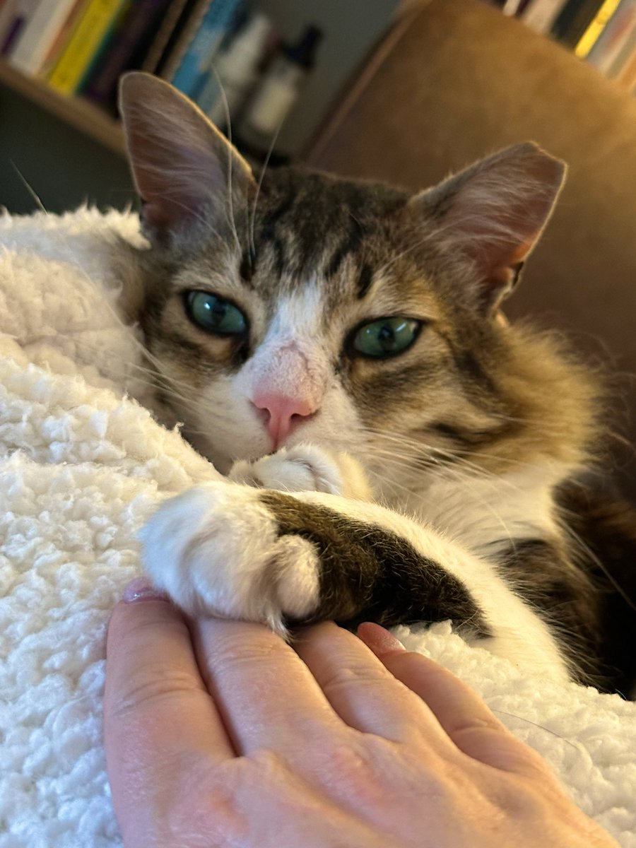 🐾 Cervantes the SuperCat 🐾 (@CervantestheC) / Posts / X