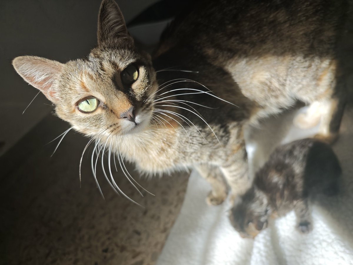 Nei Nei 🐱 De la colonia tweet media