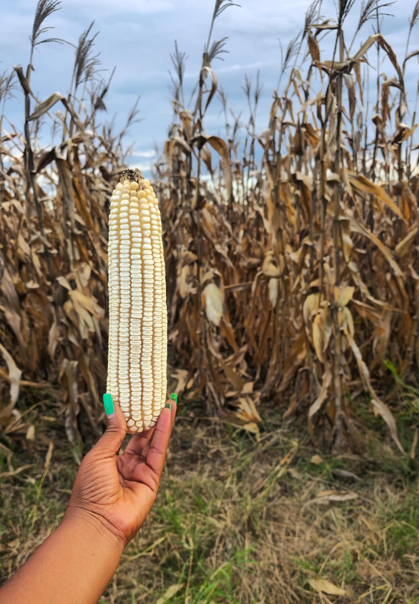 WendyMadzura's tweet photo. 💭 #FridayThrowback
Remember the SC 727 🐘, SC 661 🦁, and SC 555 🦓 dryland maize from Nov 2024?
Faced severe moisture stress, but pulled through thanks to Seed Start Cereal + foliar sprays from Fayfield Agrochemicals (+263779948636). https://t.co/fWY9pqJMRf