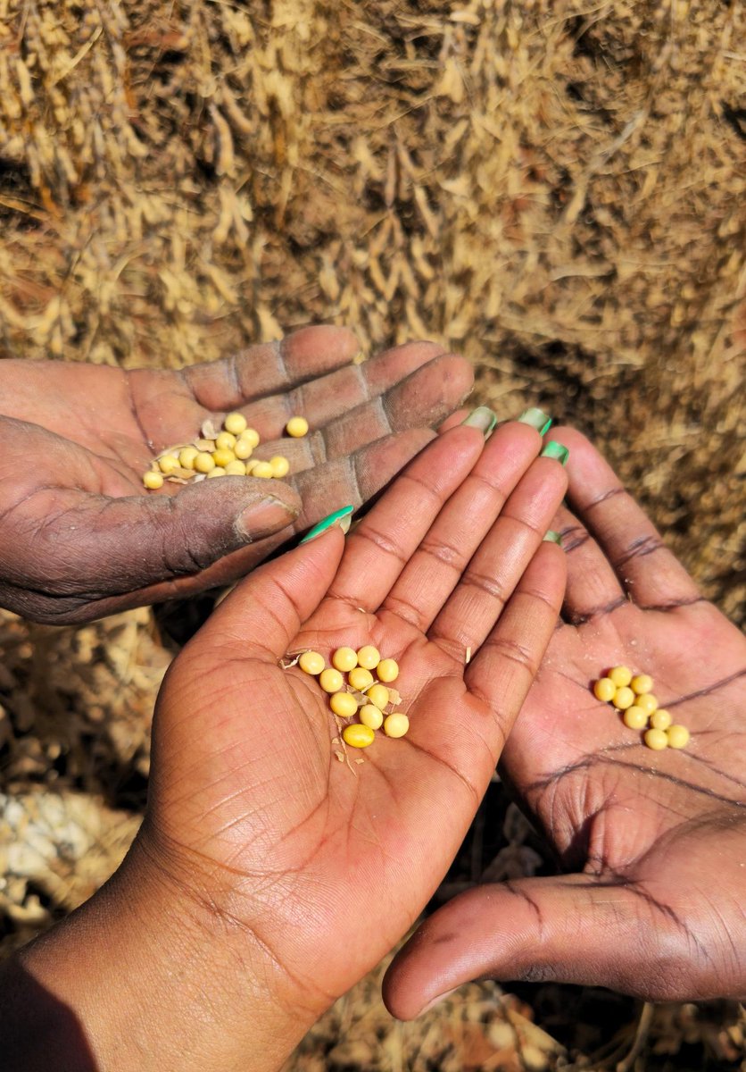 WendyMadzura's tweet photo. 💭 #FridayThrowback
Remember the SC 727 🐘, SC 661 🦁, and SC 555 🦓 dryland maize from Nov 2024?
Faced severe moisture stress, but pulled through thanks to Seed Start Cereal + foliar sprays from Fayfield Agrochemicals (+263779948636). https://t.co/fWY9pqJMRf