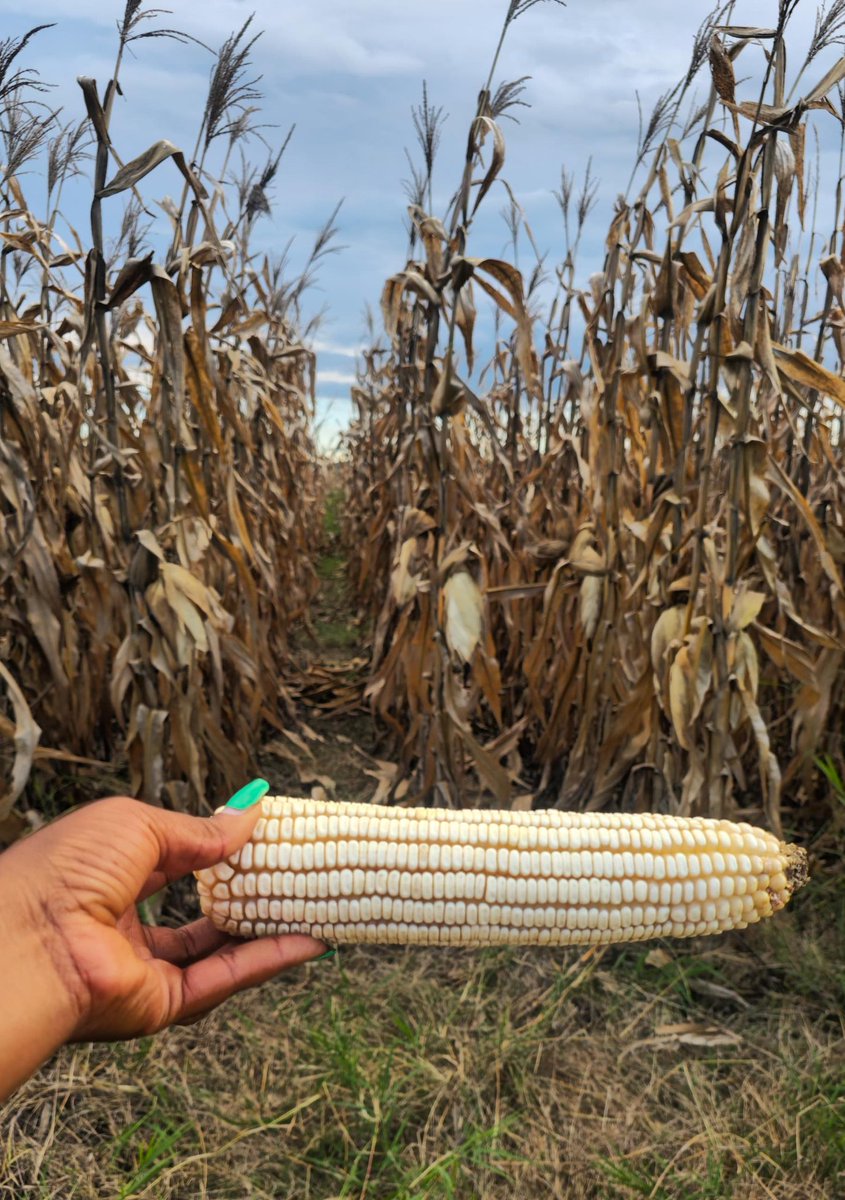 WendyMadzura's tweet photo. 💭 #FridayThrowback
Remember the SC 727 🐘, SC 661 🦁, and SC 555 🦓 dryland maize from Nov 2024?
Faced severe moisture stress, but pulled through thanks to Seed Start Cereal + foliar sprays from Fayfield Agrochemicals (+263779948636). https://t.co/fWY9pqJMRf