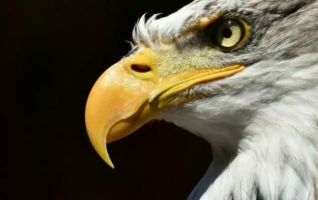 Assouplir la définition du "mal" fait aux espèces en voie d’extinction, réautoriser la pêche dans un sanctuaire marin, l'administration de Donald Trump choisit de privilégier le "business" au détriment de la biodiversité.
👉 lc.cx/cyhy4i