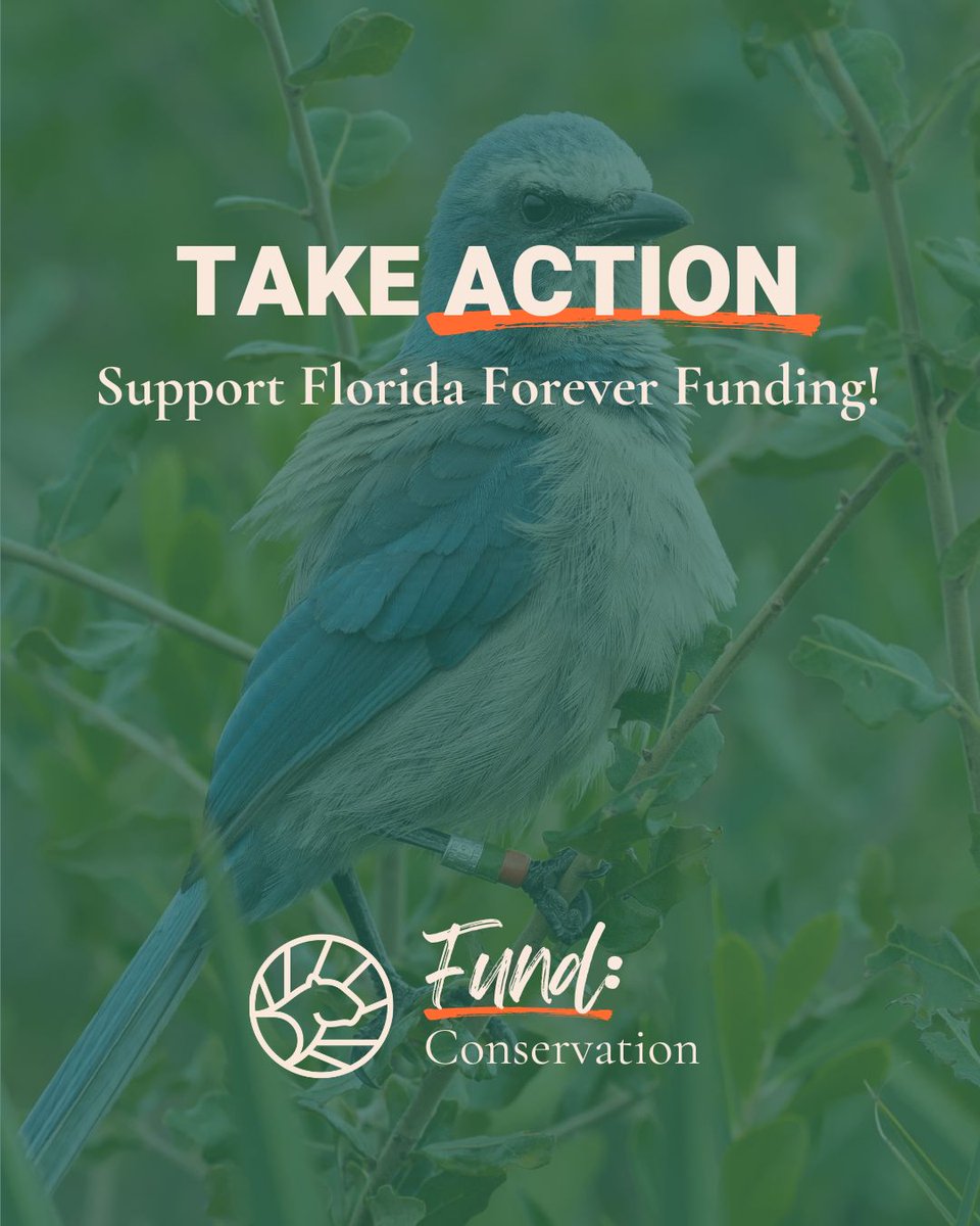 FlWildFed's tweet photo. 📣 Take action today to protect Florida’s wild future!
Tell House and Senate leadership to fund Florida Forever in the 2025–2026 state budget.
🔗 Make your voice heard: https://t.co/9Jzzml0Kz7
#FloridaForever #FundFloridaForever #KeepFloridaWild #KeepFLWild #WildFlorida https://t.co/0pTAr0X5VV
