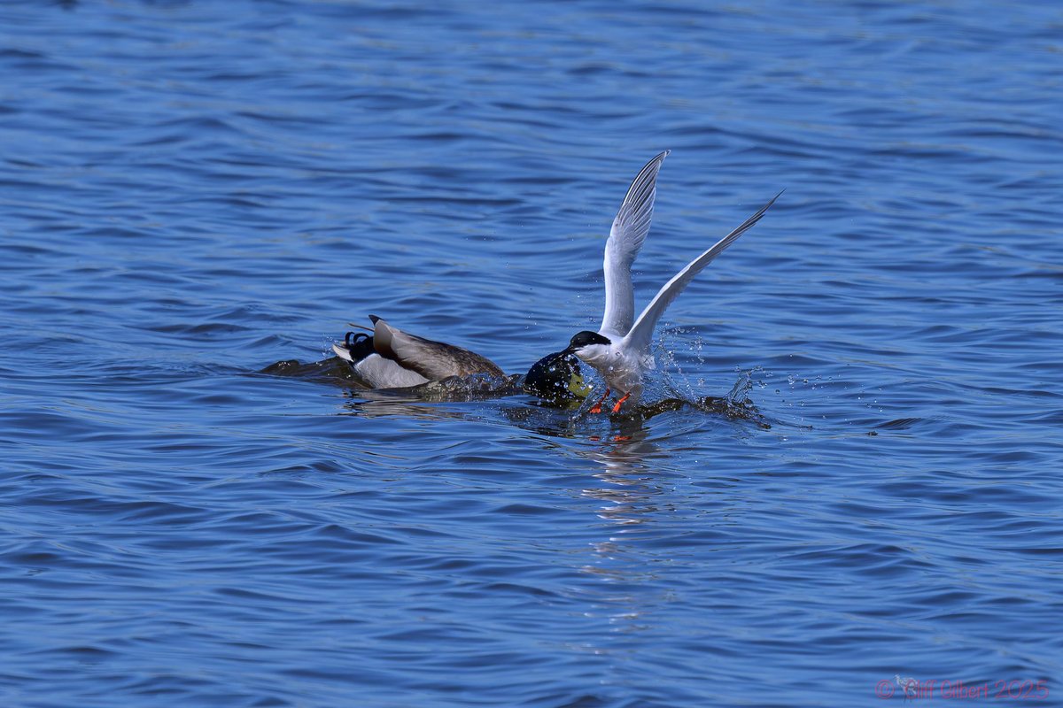 Cliff Gilbert (@cliffgilbert_99) on Twitter photo Thief! Its mine!
I nice little sequence from <a href="/WWTWelney/">WWT Welney</a> yesterday of the Roseate Tern getting to a morsel first Thief! Its mine!
I nice little sequence from <a href="/WWTWelney/">WWT Welney</a> yesterday of the Roseate Tern getting to a morsel first