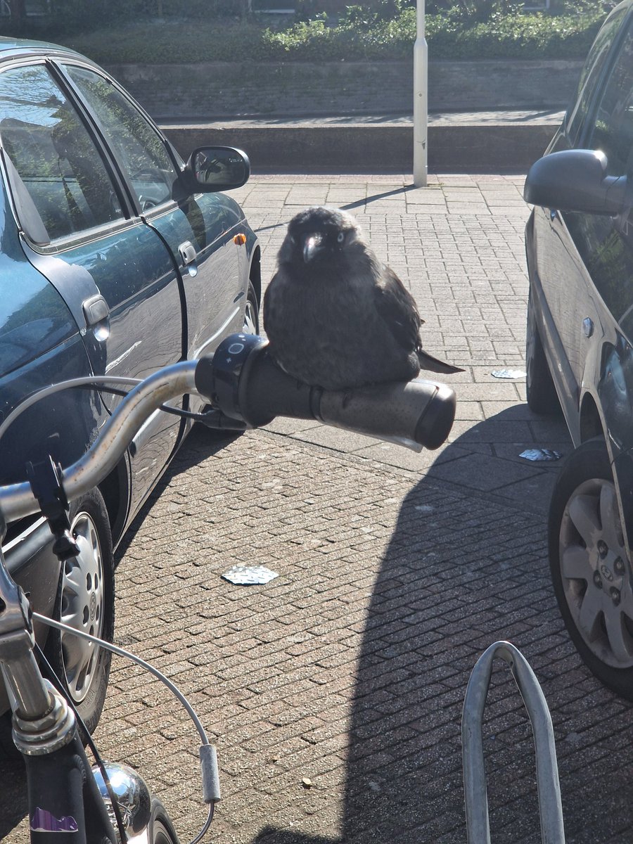 Jaella_Hope's tweet image. Mephisto said hi. He let me get pretty close

#LoveandDeepspace #mephi #mephisto #lads #sylus #cute #bird