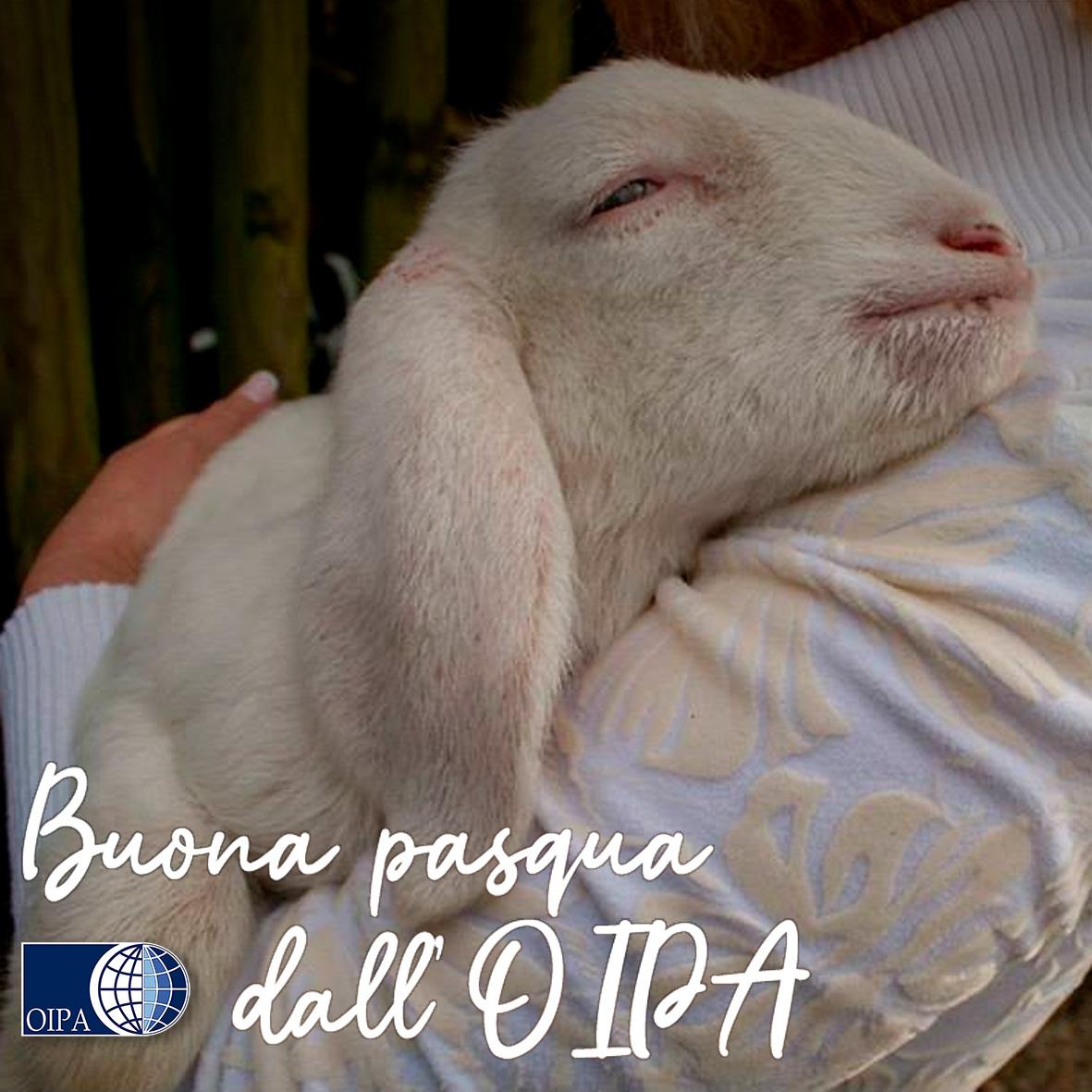OIPAItalia's tweet photo. L’uovo, la colomba 🕊️e l’agnello sono i simboli della Pasqua. La colomba si mangia solo come dolce, e tutti lo fanno parlando di “simbolo”. Ma allora perché si parla di simbolo per l’agnello, anche se viene mangiato realmente? 👉 https://t.co/bnGMTosOor https://t.co/oWkyzeOq2J