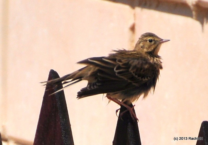rachidH's tweet photo. #Female #Whinchat #Saxicola #Srubetra #Traquet #TraquetTarier #Tarier #TarierDesPrés #Mediterranean #Beach  #Alamein #Egypt #Ornithology

Rachid H shared a photo with you from the Flickr app! Check it out:
https://t.co/29tHcMamO1 https://t.co/X1VDujENJY