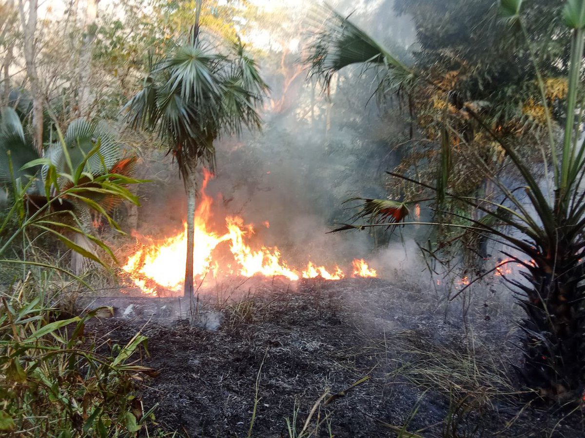 JorgeAlvarezAl5's tweet photo. Desde ayer se combate incendio forestal, calificado como de pequeñas proporciones, en el Jardín Botánico de #Cienfuegos. Ojalá no se afecten de forma significativa los calores de esa joya de nuestra botánica @Ivan68930 @TonyOrsa1980 @ORSA_CitmaCuba @citmacuba. https://t.co/l974Slmk7n