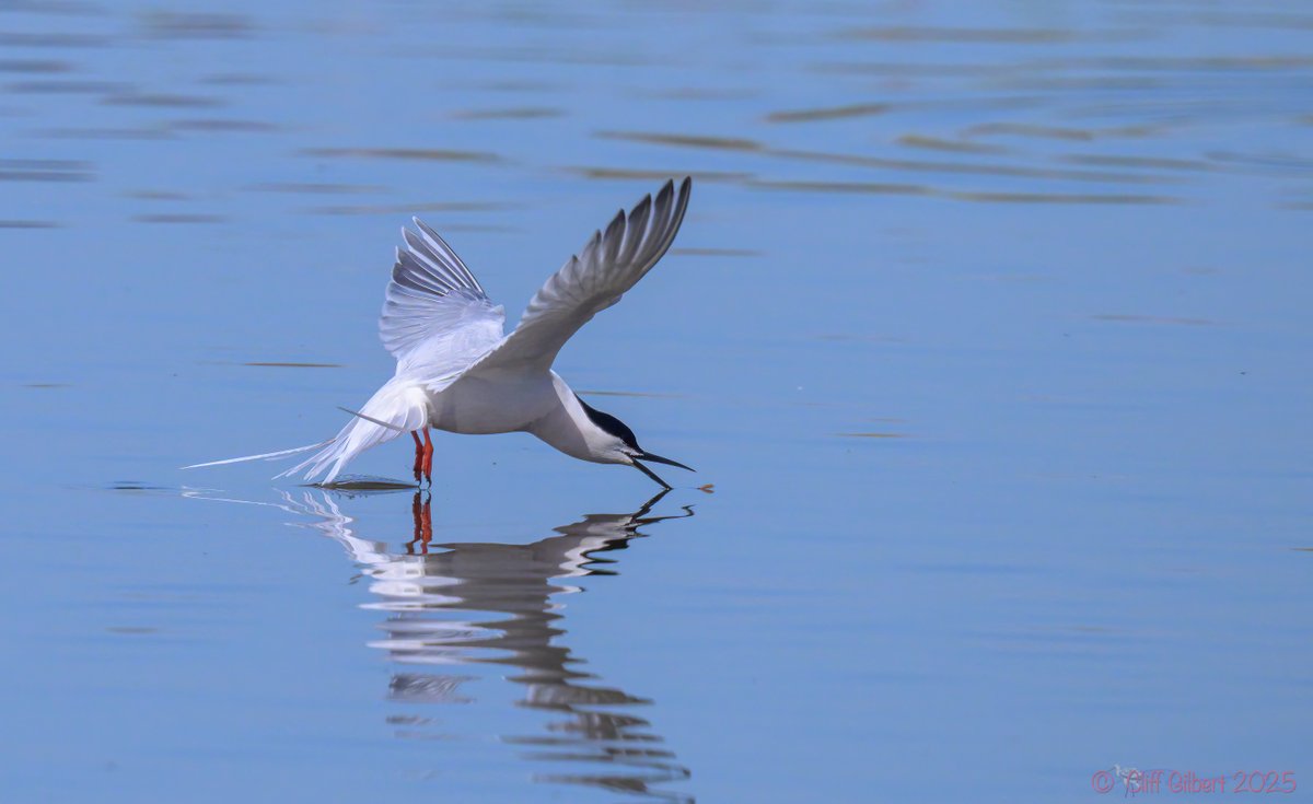 Cliff Gilbert (@cliffgilbert_99) on Twitter photo A slightly arty shot taken from the basement at <a href="/WWTWelney/">WWT Welney</a> of the Roseate Tern getting an emerging bug A slightly arty shot taken from the basement at <a href="/WWTWelney/">WWT Welney</a> of the Roseate Tern getting an emerging bug
