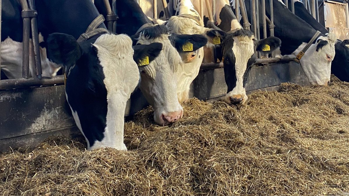 (van onze partner)
Elke schakel in het ruwvoerproces beïnvloedt de conservering van je #ruwvoer: bodem, bemesting en inkuilmanagement. Vooral bij een lasagnekuil is goed conserveren cruciaal. Minder broei = meer melk!
Lees over conservering van de kuil op: beterruwvoer.nl/schakels-ruwvo…