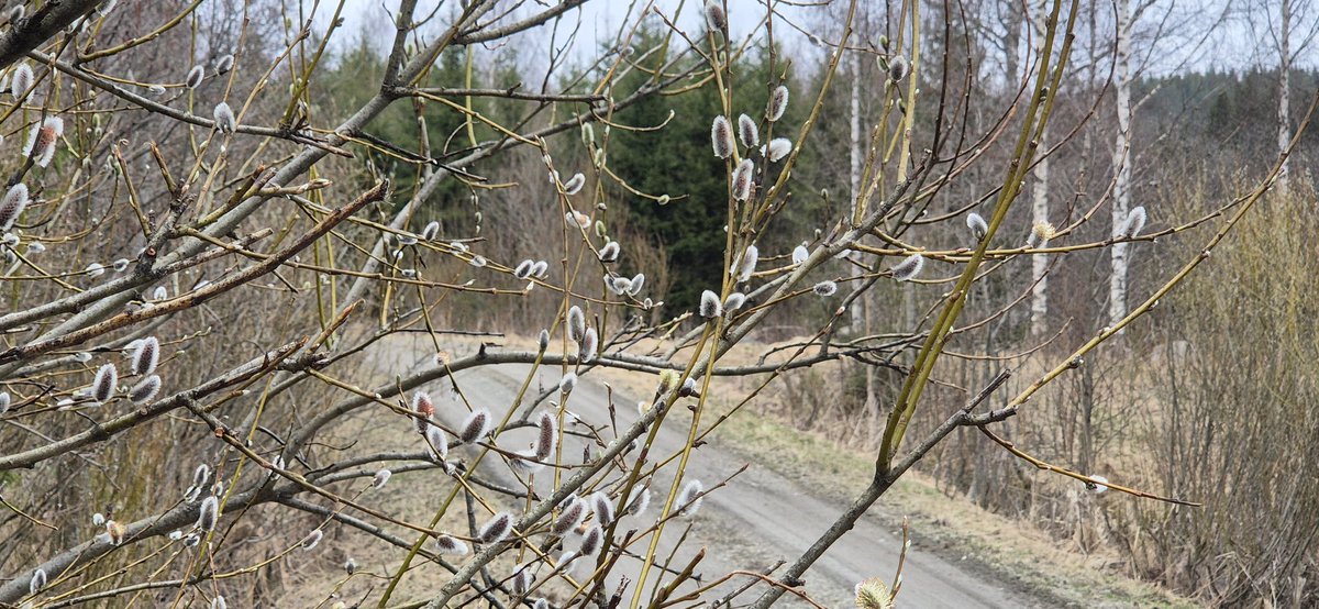 Tie suomalaisessa maisemassa #Kevät #Heinosniemi #Korpilahti #cyclingroute