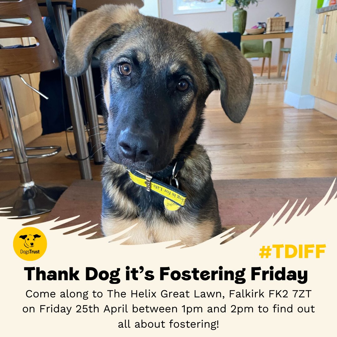 DT_WestCalder's tweet photo. Thank Dog It's Fostering Friday!💛

Join us at the Kelpies in Falkirk on 25th April 1-2pm to chat about fostering with us here at Dogs Trust West Calder. 🐾

For more info contact - HFHWestCalder@dogstrust.org.uk
Apply to foster here - https://t.co/yx12zSEBCL

#TDIFF
#Fostering
#Dogstrust
@Dogstrust