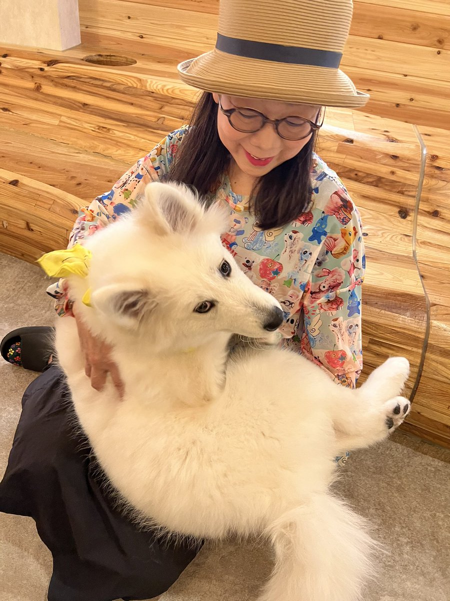 Hananoya_Kei's tweet photo. 2日連チャンでサモエドくん達に会いに行って癒された〜。ふあふあでモフモフ。幸せホルモンのオキシトシン放出！ #samoedo https://t.co/LqjhlXcqce