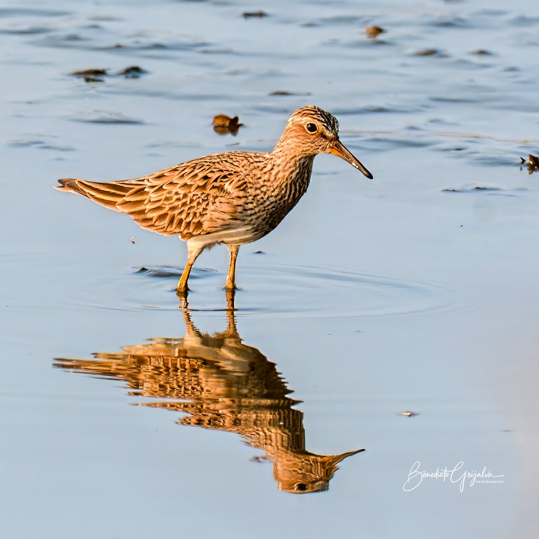 birdinguatemala's tweet photo. During a #birdingwalk on the Pacific coast of Guatemala, we found a Pectoral Sandpiper. This shorebird breeds in the Arctic tundra and winters in South America. It passes through Central America during migration, making coastal wetlands in Guatemala important stopover habitats https://t.co/0PRTg7JdyY