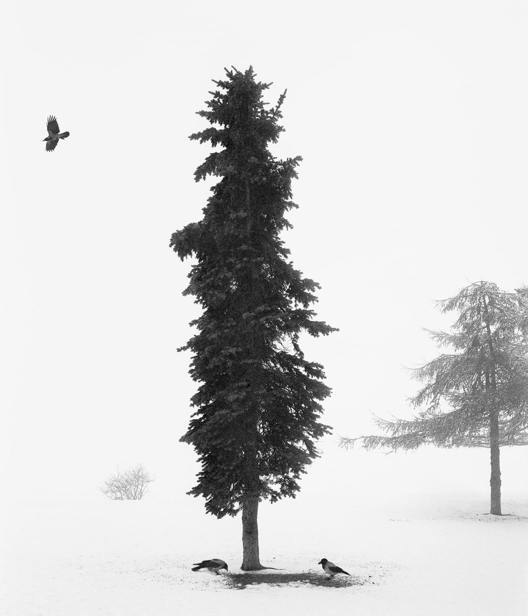 "Yet there was still love, the placid love that only time can cultivate, a love preserved by habit and by memory. Their tree had little rising sap, perhaps, but it was held firm by deep and ancient roots. Old, lasting love."

— Jim Crace, Being Dead

Pentti Sammallahti. 2016