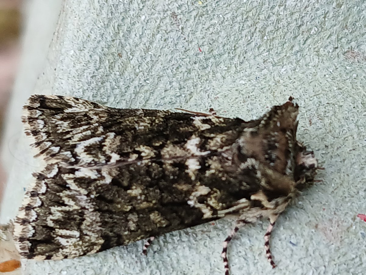 Baggeridge Park tweet media