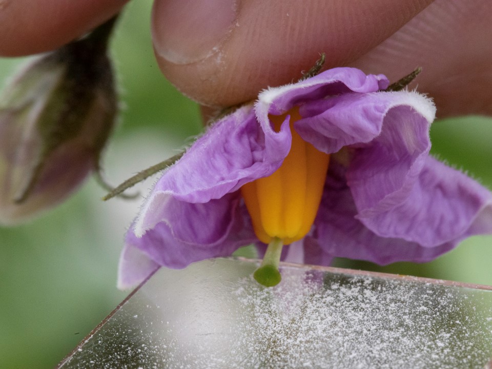 #vacature <a href="/sayagrico/">Agrico</a>: (Assistent) Veredelaar bij Agrico Research B.V. in Bant #aardappelveredeling #plantenteelt #aardappelteelt. Zie agriholland.nl/vacaturebank/4…