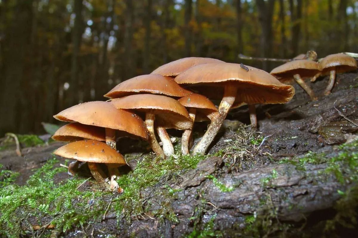 lifesciencesmag's tweet photo. Deadly Lookalikes
Some mushrooms look safe—but just one bite could be fatal. Learn about the world’s most poisonous mushrooms &amp; how to identify them before your next hike.

Read more: https://t.co/SI3v9LIxHH

#PoisonousMushrooms #OutdoorSafety #ForagingTips https://t.co/th4o7fj5XO
