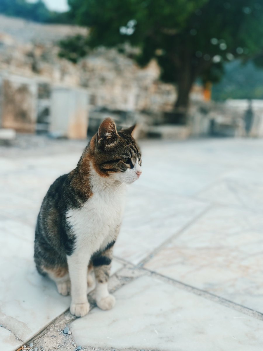 ozlendizgin's tweet photo. Efes’in gerçek sahipleri, Artemis’in koruyucuları🍸🏛️♥️🐈‍⬛ https://t.co/V6urkBVBO6