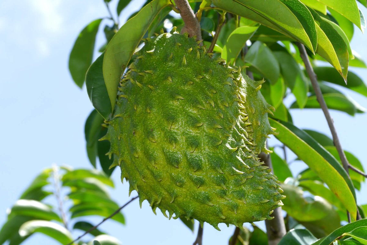 DedayoRoots's tweet photo. 🍐 Soursop Fruit – Cancer-Fighting Superfruit 🍃
Benefits: Rich in antioxidants, boosts immunity, and fights inflammation.
Used for: Cancer prevention, infections, gut health.
💡 Tip: Enjoy it fresh or blend into a smoothie!
#HerbWeek #SoursopFruit #Dedayọ̀Roots https://t.co/K8mitIHmwd