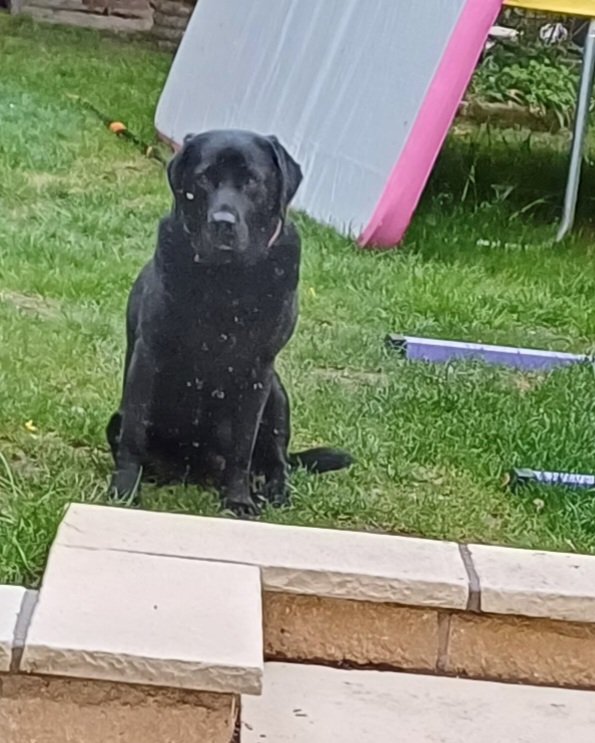 Never lonely with a dog ...#DogsAreFamily