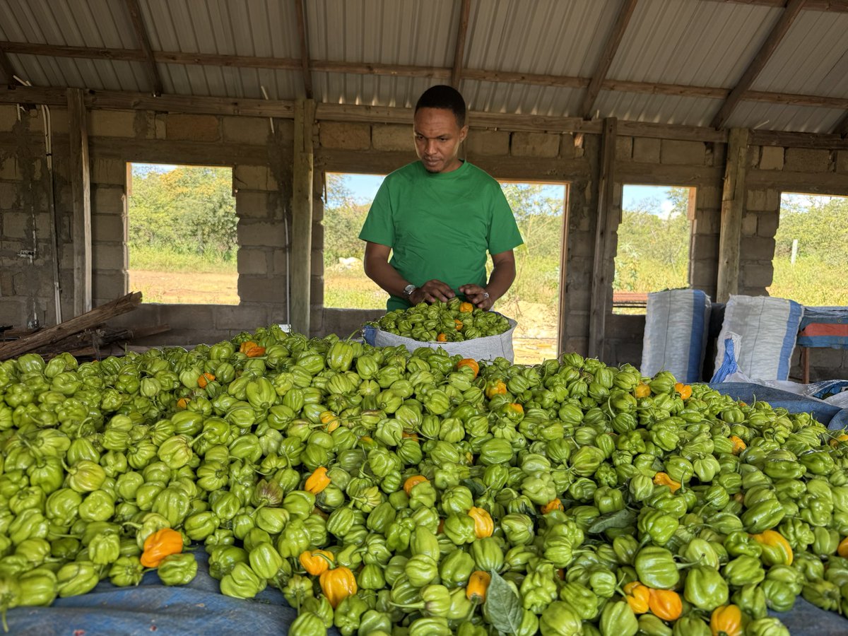 AllyHapi's tweet image. Alhamdulillah 🇹🇿