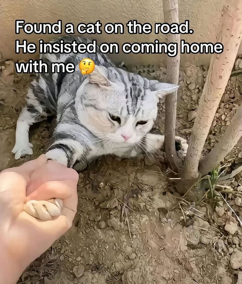 PunchingCat's tweet photo. https://t.co/MPCQr8VcSk