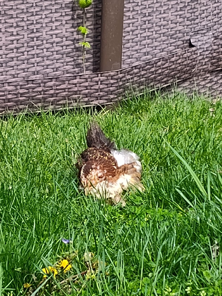 CJs_Chicks's tweet photo. A lovely day to sunbathe! #pullet #chickens #backyardchickens #birds https://t.co/cooRDoUUU6