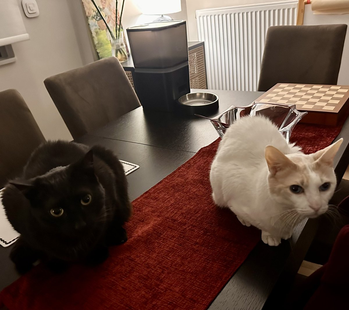 Chapy_cat's tweet photo. Happy #GotchaDay Chapy! 🥳 10 lucky years with you! We are so #lucky to have you! Wish you 10 more happy years! Kidney disease is stable now and we hope he will feel better soon and have a healthy life! Thank you for loving and supporting our cats all these years! 😻 #cat https://t.co/RHPvgXUnWm