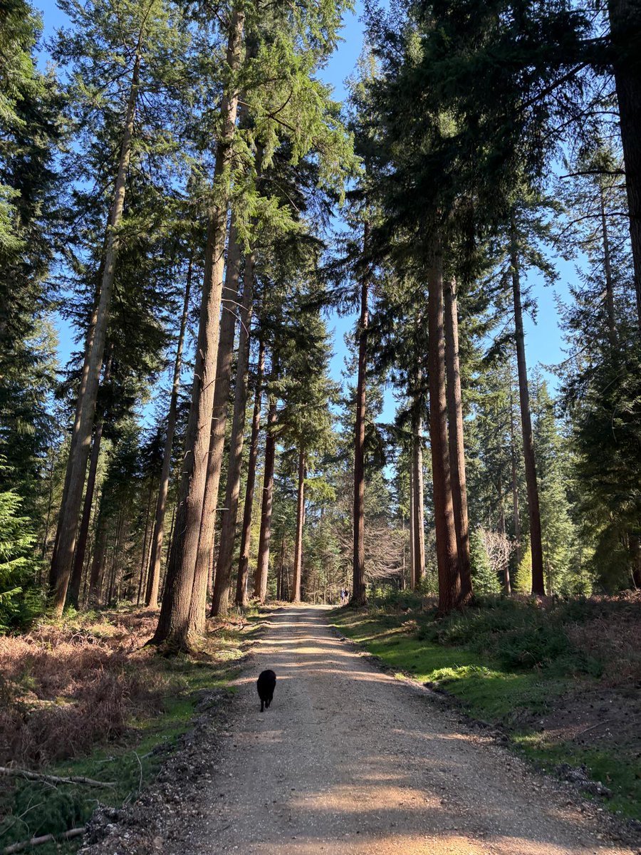 simon_wain's tweet photo. Springtime walks with the greatest Border Collie in the World. https://t.co/C1AKr6Ynbg