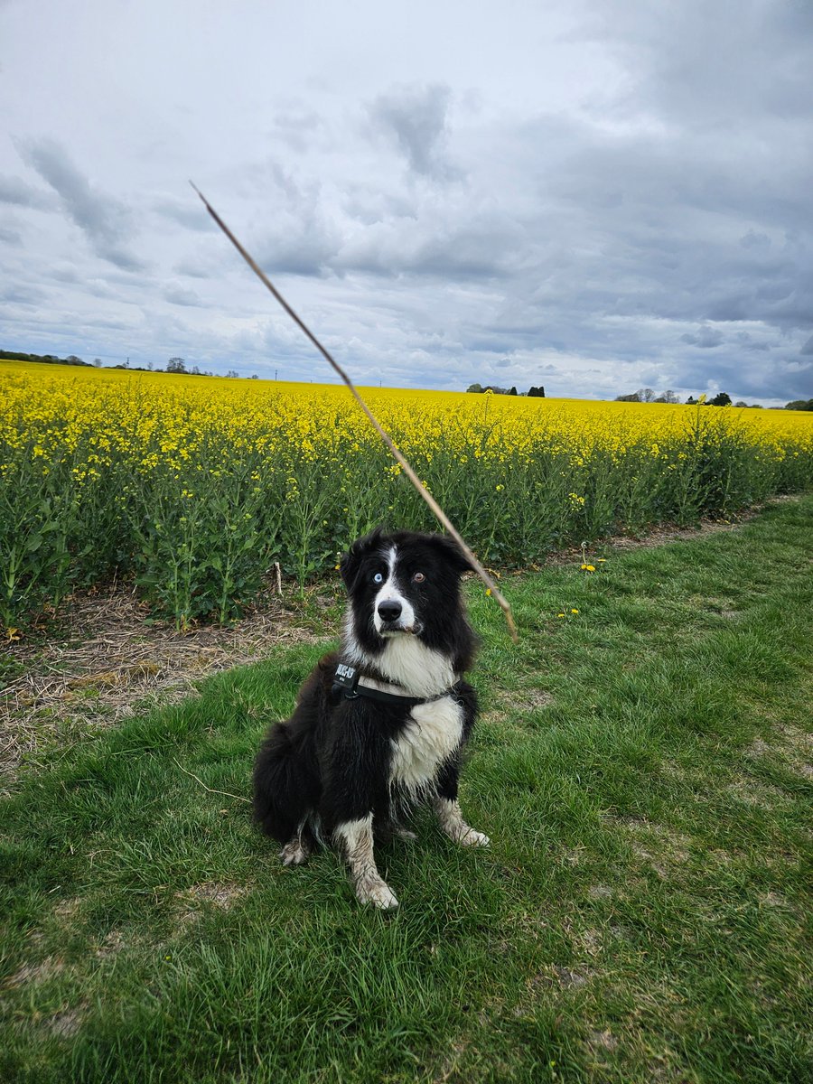 simon_wain's tweet photo. Springtime walks with the greatest Border Collie in the World. https://t.co/C1AKr6Ynbg