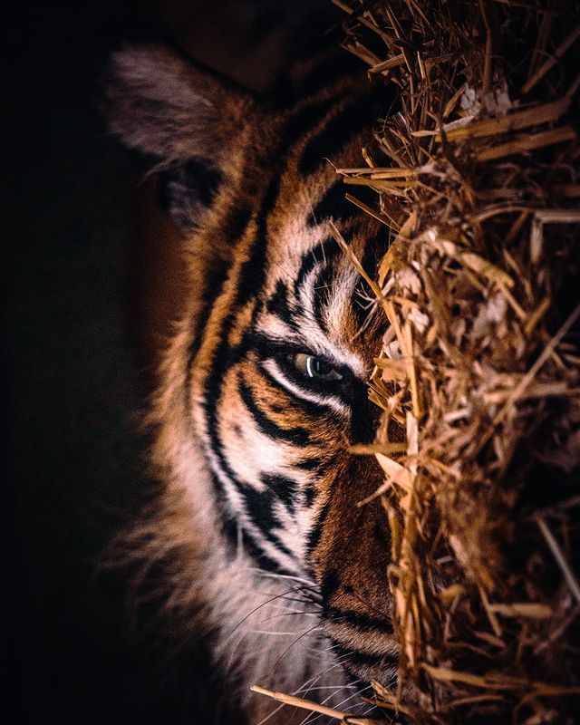 WelshMountainZo's tweet photo. POV: Your alarm clock wakes you up but you want 5 more minutes 😾

📸: ©️Charlie Anderson
#SupportingConservation #WelshMountainZoo #NationalZooOfWales #Eryri360 #Tiger #Photography #WildlifePhotography https://t.co/fKcxSYXmpe