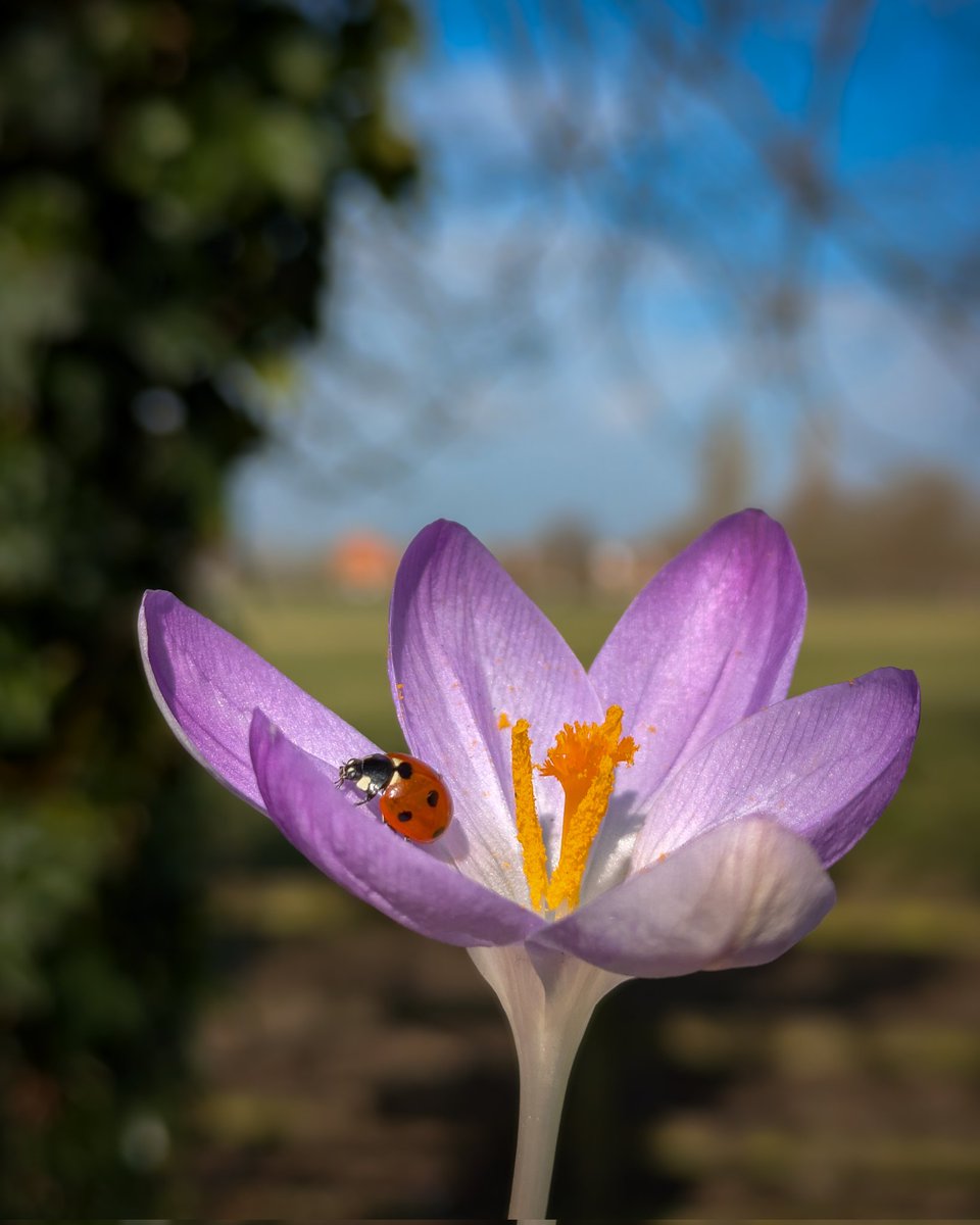 Macro Focus on Pixel 7a
#TeamPixel #Pixel7a 
<a href="/madebygoogle/">Made by Google</a> <a href="/Google/">Google</a> <a href="/GoogleTrends/">GoogleTrends</a>