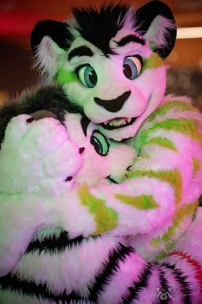 Cuddle With a Big Kitty.😊

🦁<a href="/WhhiteLionn/">WhiteLion.</a>
🐯 <a href="/FibreKitty/">Fibre Kitty (see pinned)</a>

📷 <a href="/DuskPanda/">Dusk / Fairlight (Inactive)</a>
🪡<a href="/CeeGeeFursuit/">Stracia 🐾</a>: WhiteLion 

Happy #FursuitFriday 😄 for everyone. 🥰