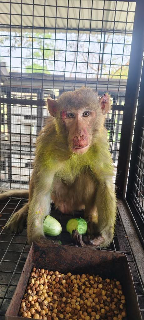 Update : The monkey is fine and responding well to treatment !