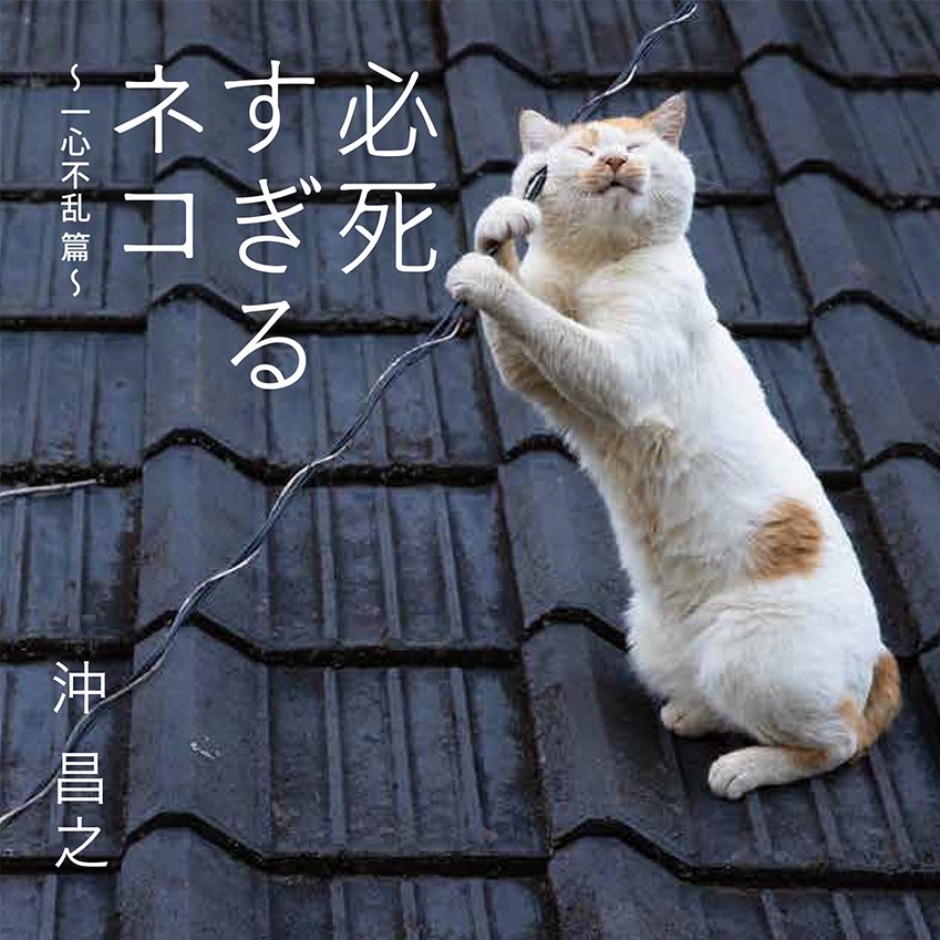2022年に発売した 必死すぎるネコ 一心不乱篇 重版出来！ 誠に