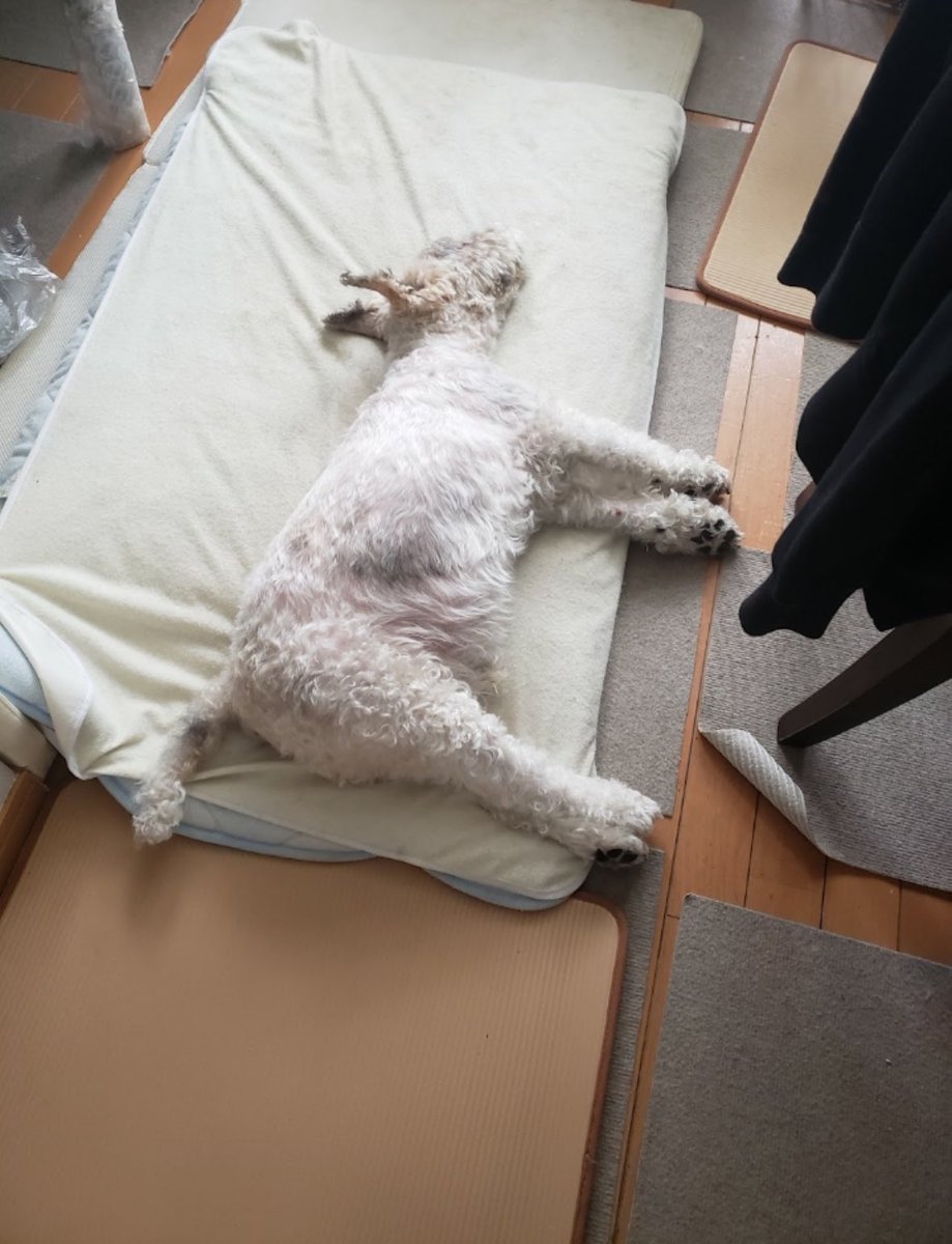 2005max0110's tweet photo. グース https://t.co/DmyRqequ5W