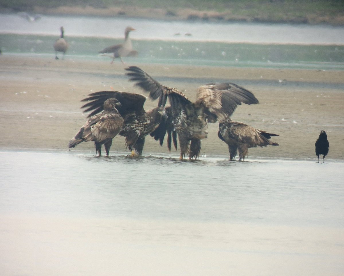 Niels van Pelt tweet media