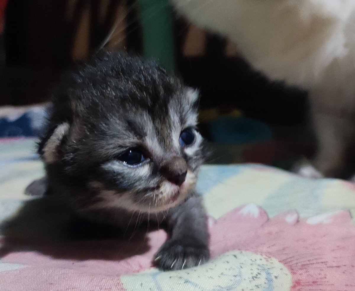 roz_MESTIZO's tweet photo. 11 days old baby Shadow 😻😸 #Newborn #Kitten #Cat https://t.co/m75yv6LRt5