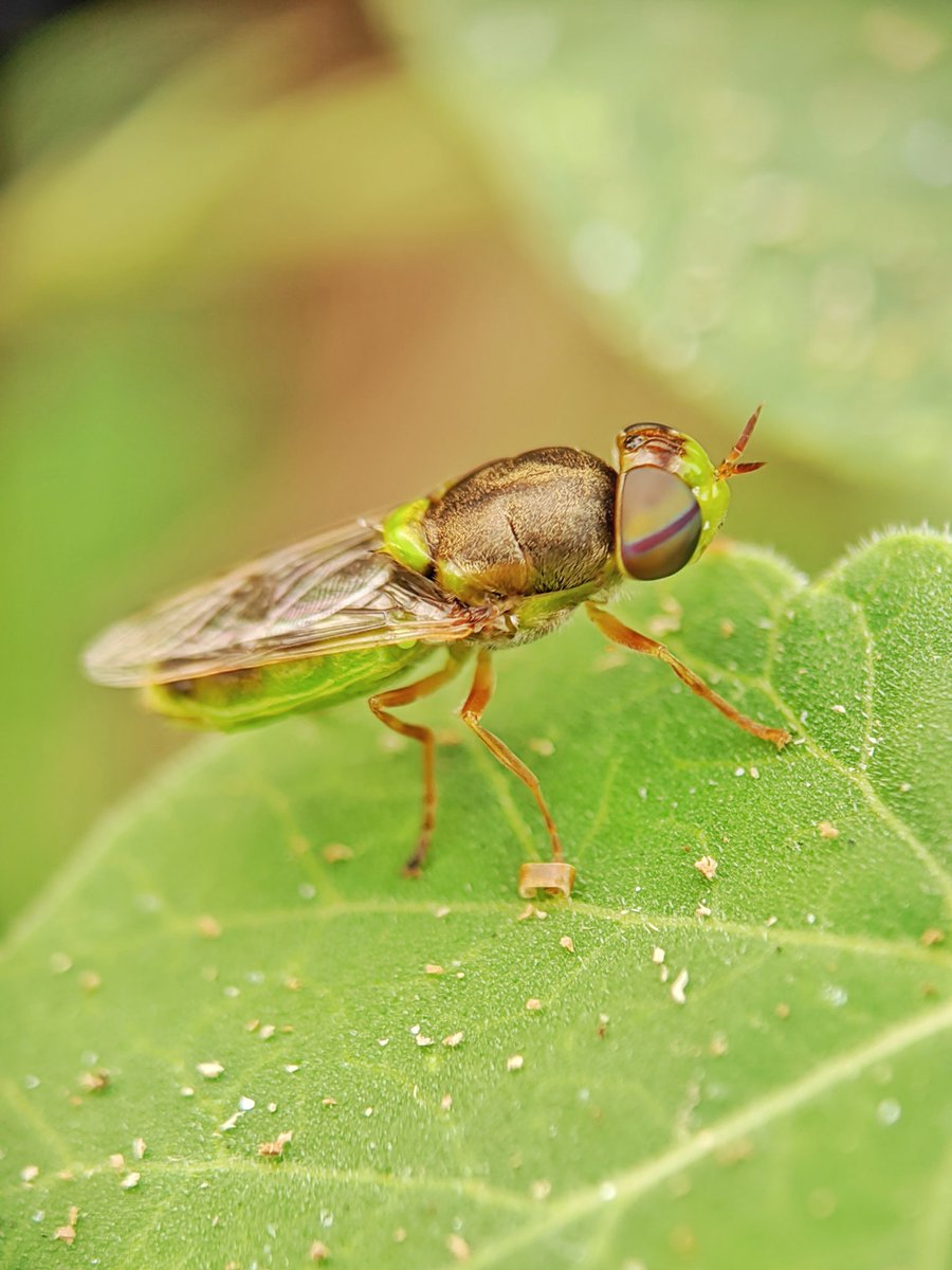 Sai Krishna tweet media