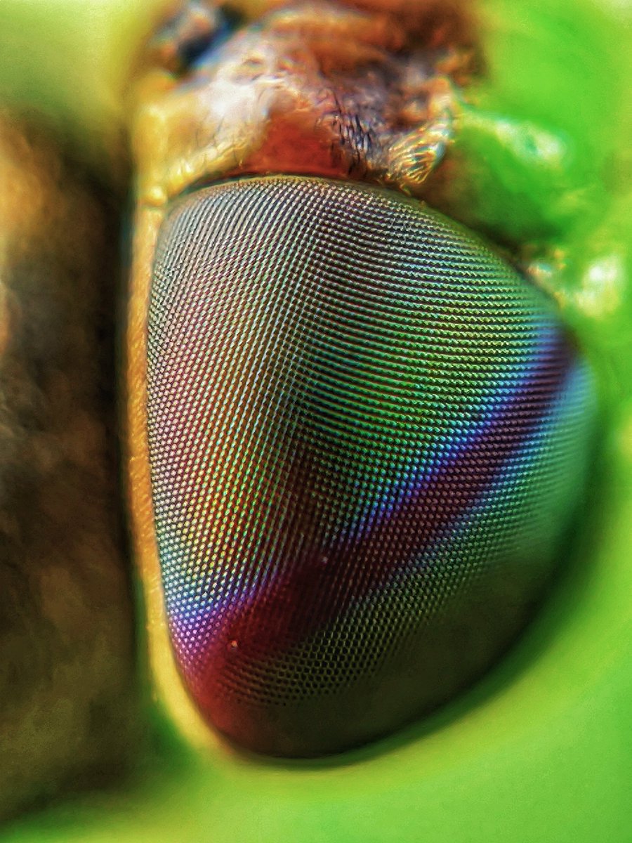 Sai Krishna tweet media