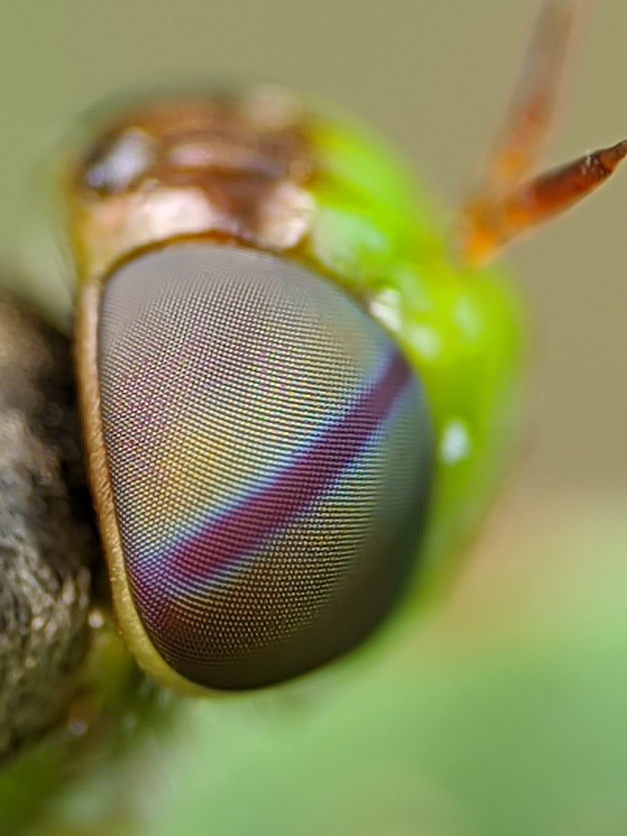 OnePlus 13R + lens Series camera test and feedback program
Share your views ❤️ <a href="/gregcroc/">Greg</a> <a href="/PeteLau/">Pete Lau</a>