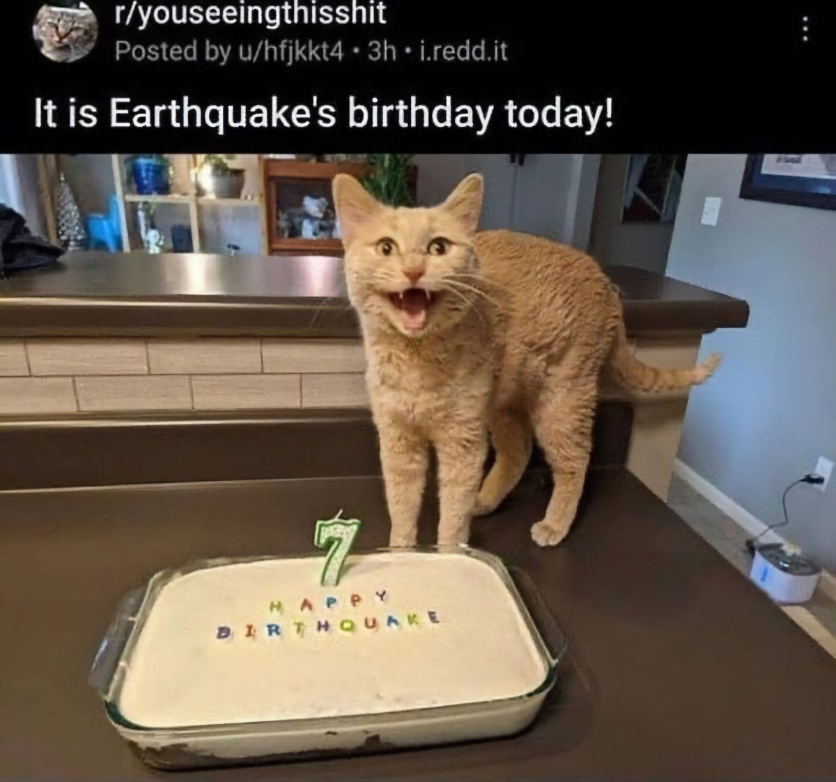 Why you should have a cat tweet media
