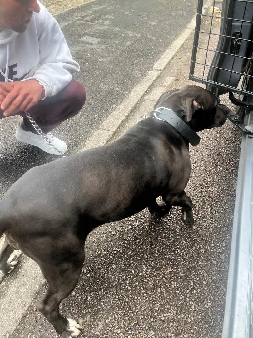 AdoptionsUk's tweet photo. Urgent, please retweet to help find a rescue shelter space for this stray/abandoned dog due to be euthanised in a council pound Sunday 20 April 2025!!
#England South #UK 🐶😢💔
This council will not allow adoptions, we need a rescue shelter with space to see this , please share 🙏🐶
Contact if you can offer a shelter space 👇
https://t.co/gvko0pjw8t

#dogs #dog @AllDogsMatter @themayhew @DogsTrust @APDAWG1 @P_Wicks01 @AlisonHammond @Battersea_ @Dogs4Rescue @millypod1 @LisaClareRead2 @Nightowl400 @drscottym @PeterEgan6 @ChrisGPackham @DrBrianMay @JaneFallon @DefraGovUK @RosieDuffield1 @DannyVet @SteveReedMP @jackmrankin @CatherineFookes @RoyalFamily @thismorning @GBNEWS @EamonnHolmes @JerryGreenDogs @RSPCA_official #adoptdotnshop #Rescuedogs #England #Wales #Scotland #London