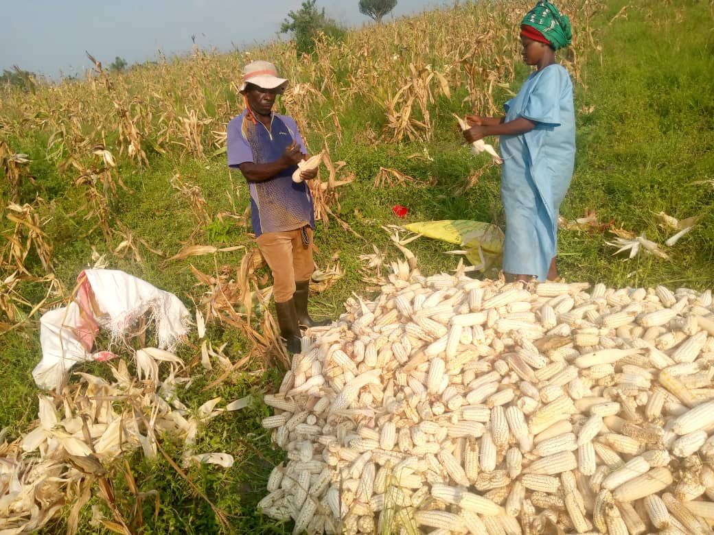#DRC🇨🇩 | #Outreach #Outgrower: Harvest underway in the Ruzizi plains and Nkuadi 🌽

After 5 months of cultivation, small-scale producers involved in the “Outreach &amp; Outgrower” programs are starting to harvest maize in the provinces of #SouthKivu and #KasaïOriental.

These models