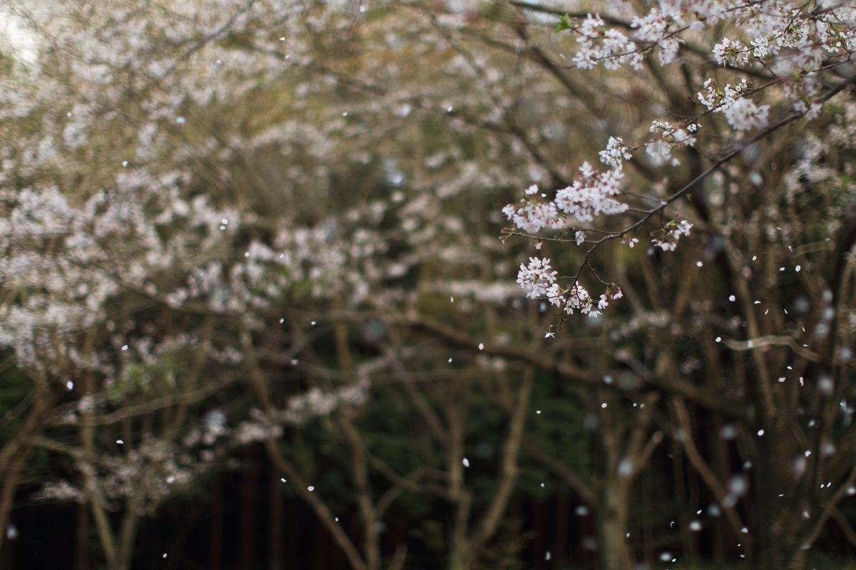 abu19m's tweet photo. 2025 春

桜の記憶

#SAKURA #桜 #さくら https://t.co/9P3uKEOXjj